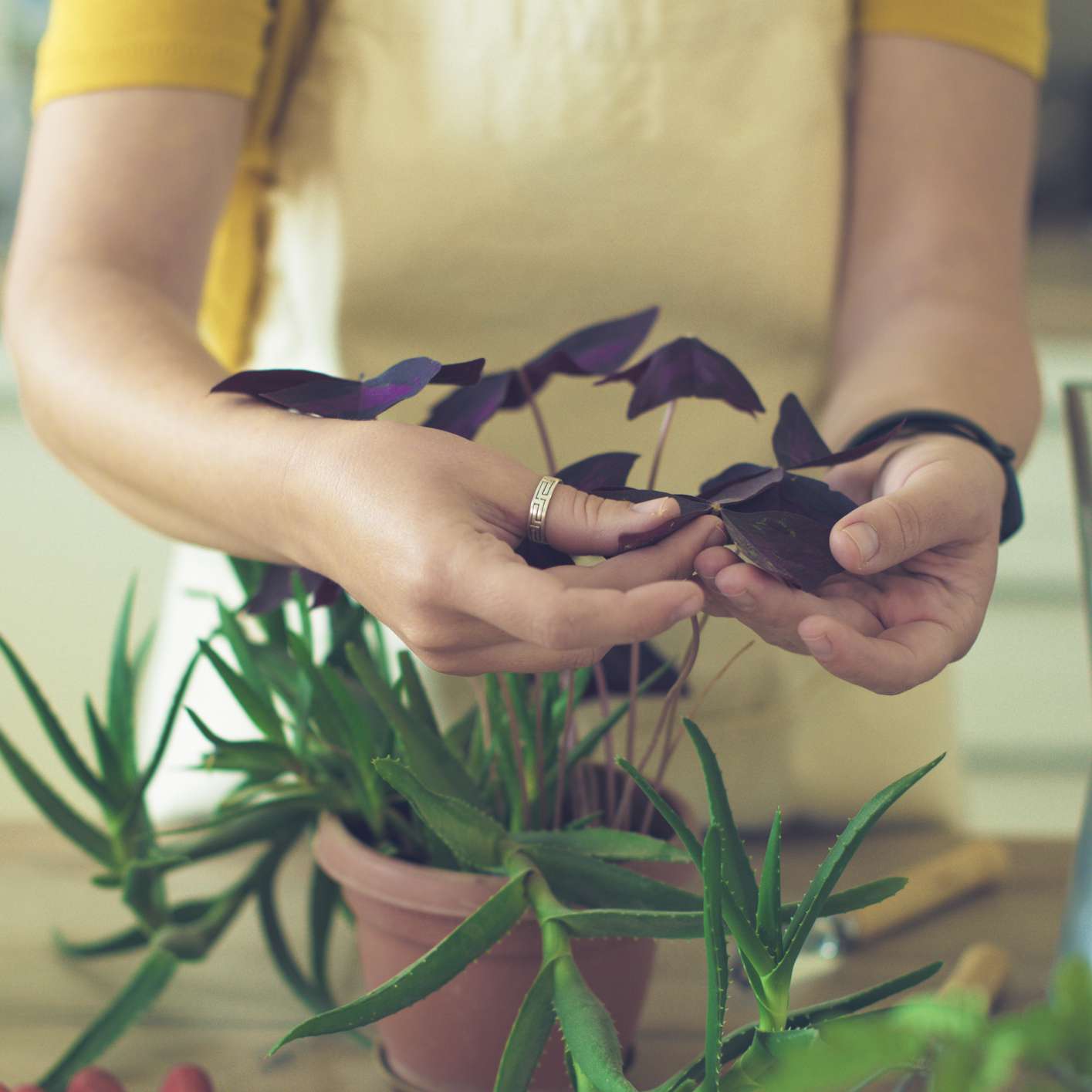 照顾盆栽的女人。