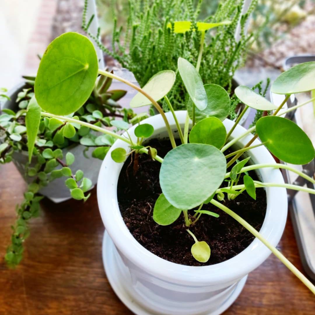 Pilea peperomiodides植物
