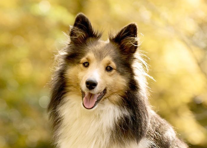 最聪明的犬种 - 喜乐蒂牧羊犬