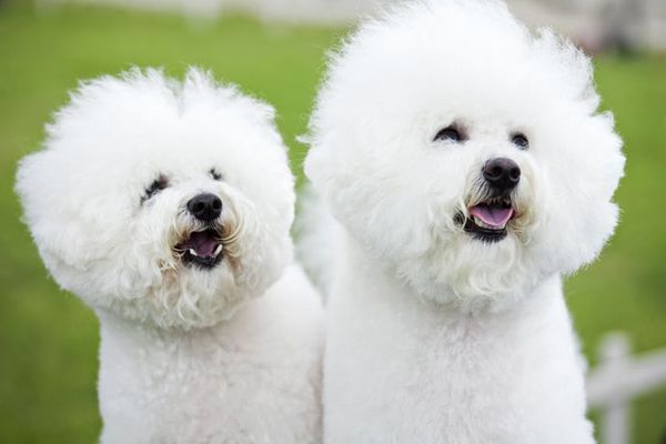 Bichon Frize.