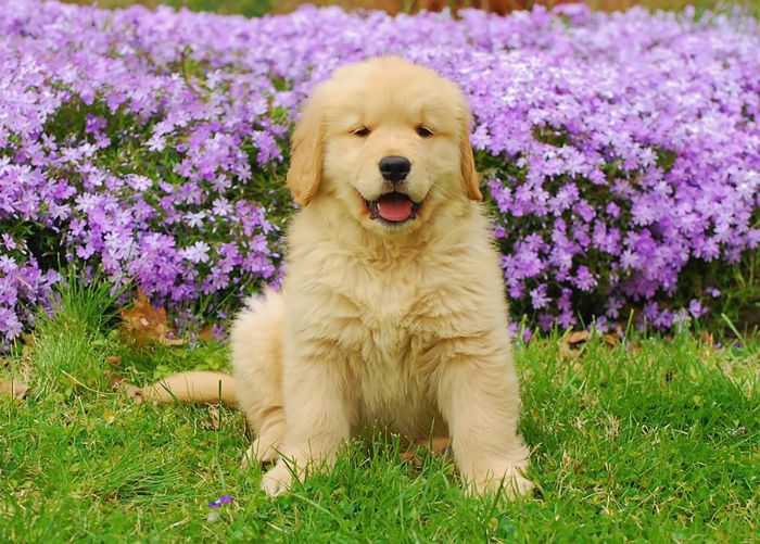 最受欢迎的狗品种——金毛猎犬