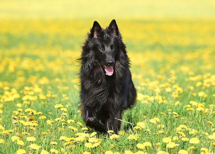 最聪明的犬种 - 舒柏奇