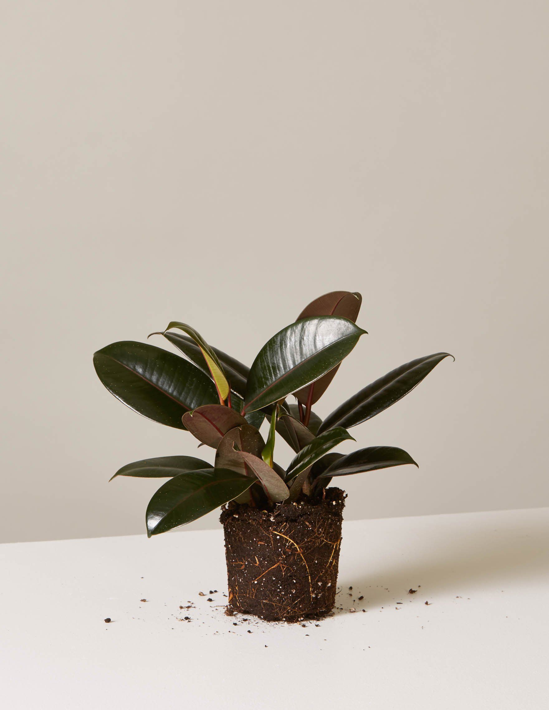 小的橡胶树裸根