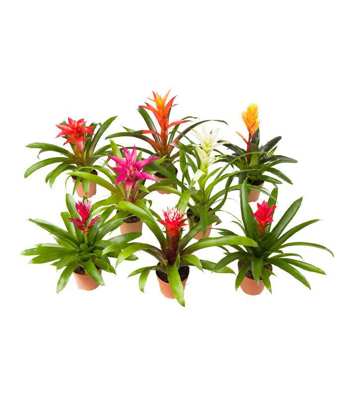 室内植物净化空气