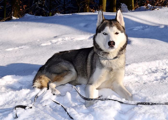 最受欢迎的狗品种-西伯利亚哈士奇