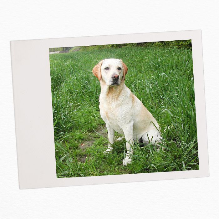 狗与孩子的家庭