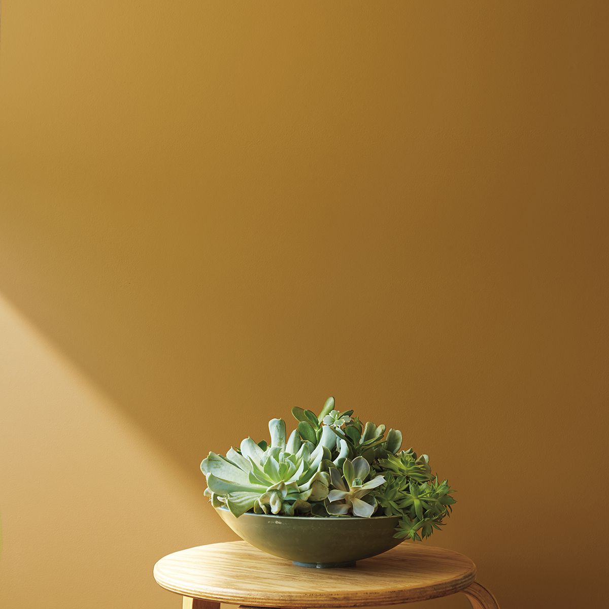 本杰明·摩尔——金毛猎犬