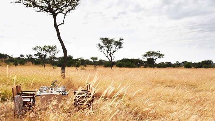 Jacada旅游排毒野生动物园，坦桑尼亚