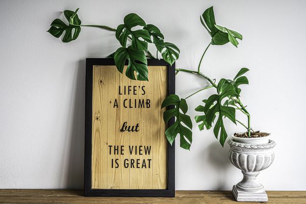 画框上倚着一株沙棘植物