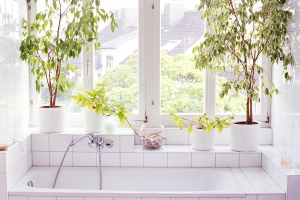 两棵挂在花盆里的无花果树