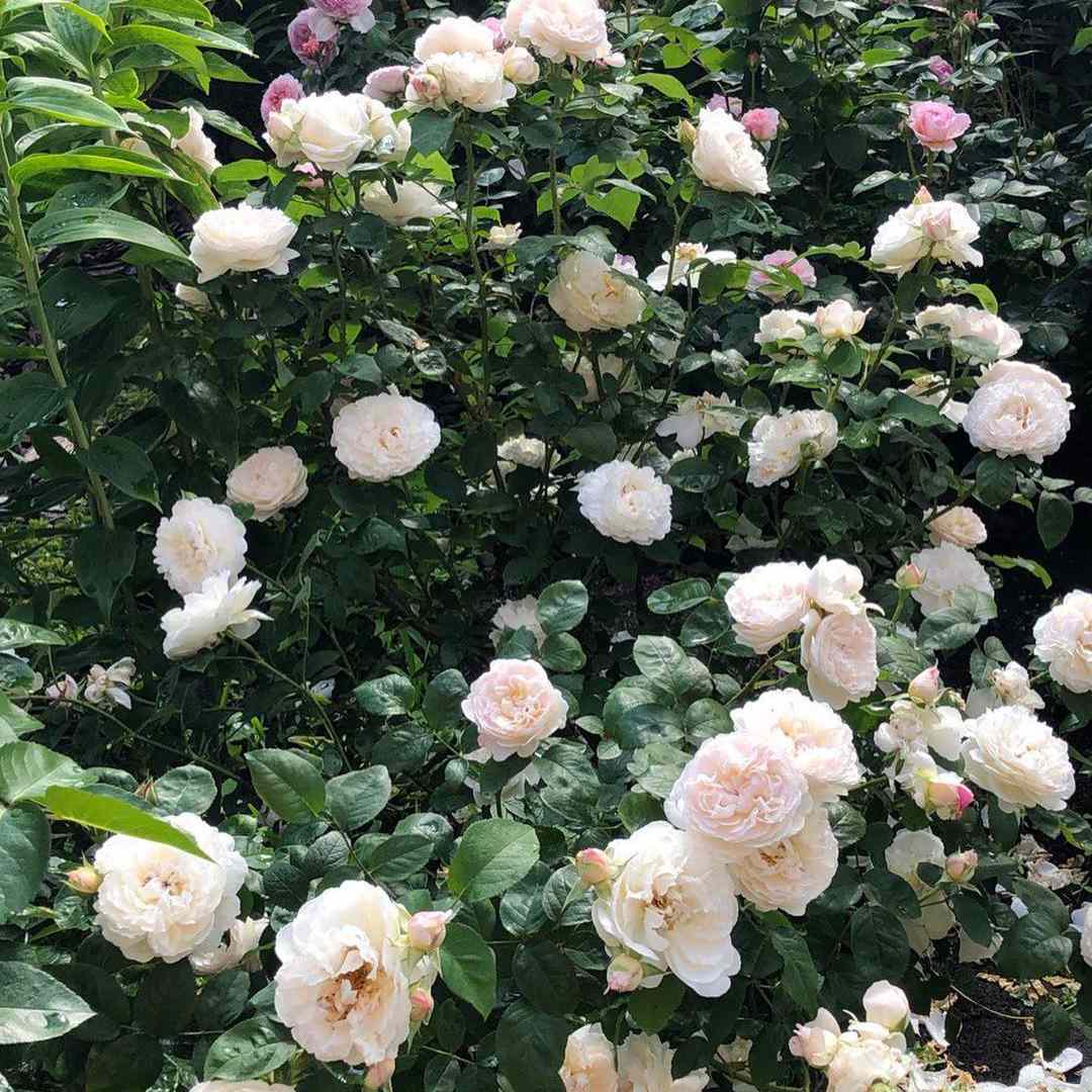 亮粉红色的玫瑰。