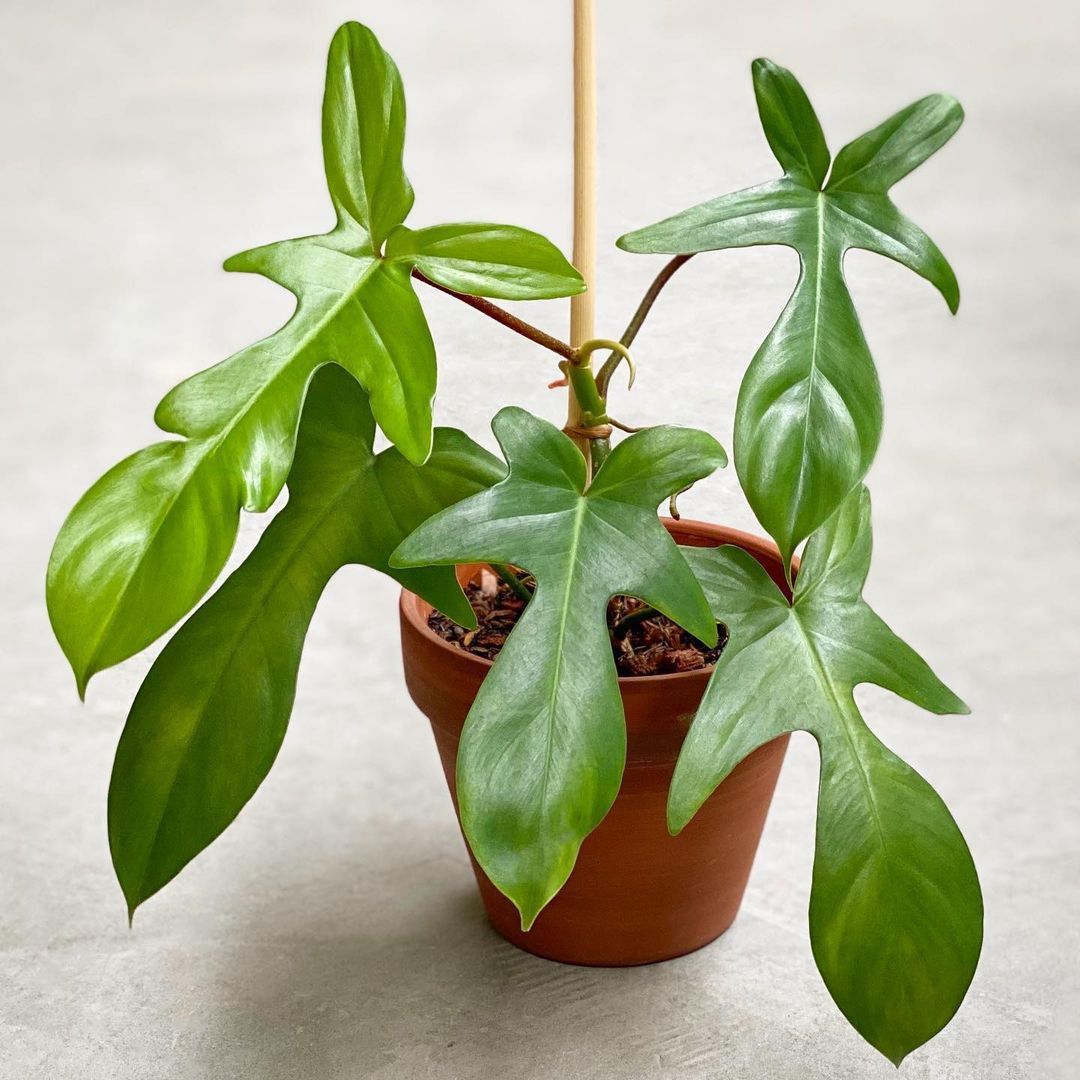 小型赤土陶器罐的Philodendron pedatum有木桩的