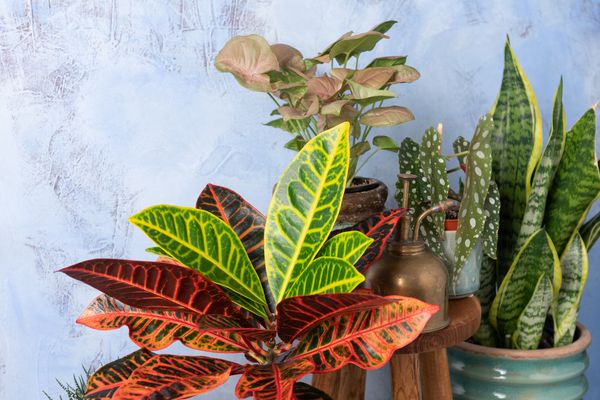 各种五颜六色的巴豆科植物花盆