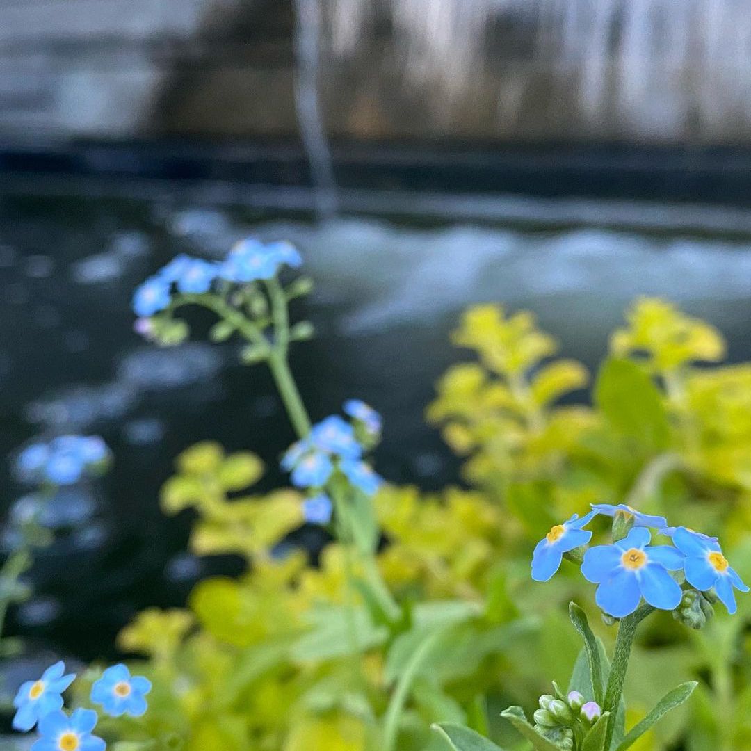 别忘了我，别忘了花