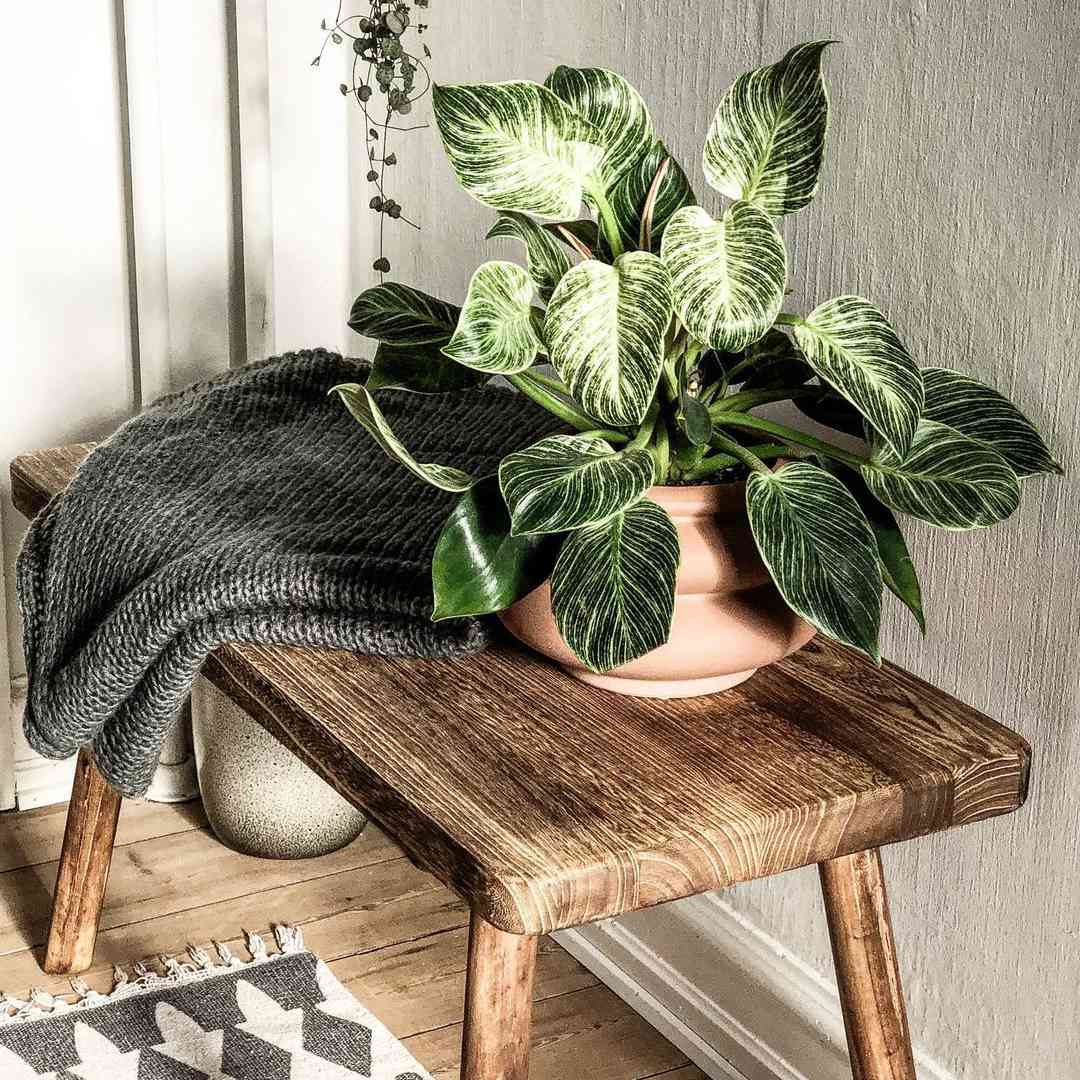 在大木桌上的赤土陶器罐的Philodendron Birkin与灰色被编织的毯子