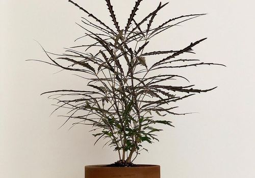 aralia
