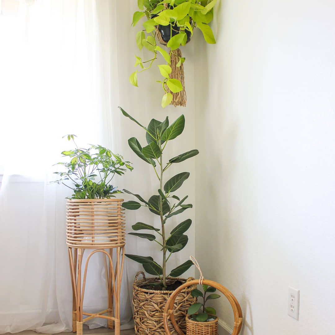 菲克斯·奥德丽在角落里