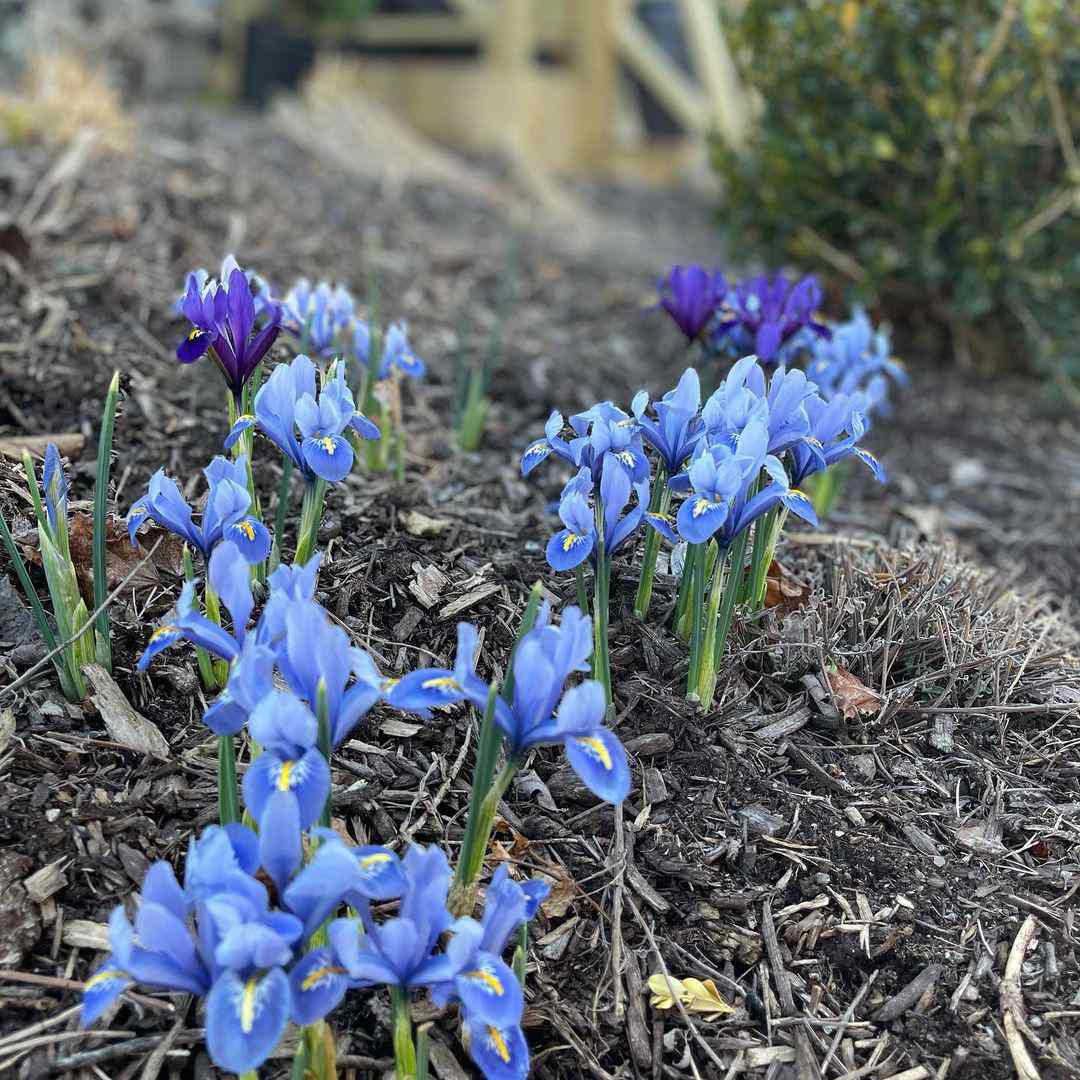 唐菖蒲诞生月花