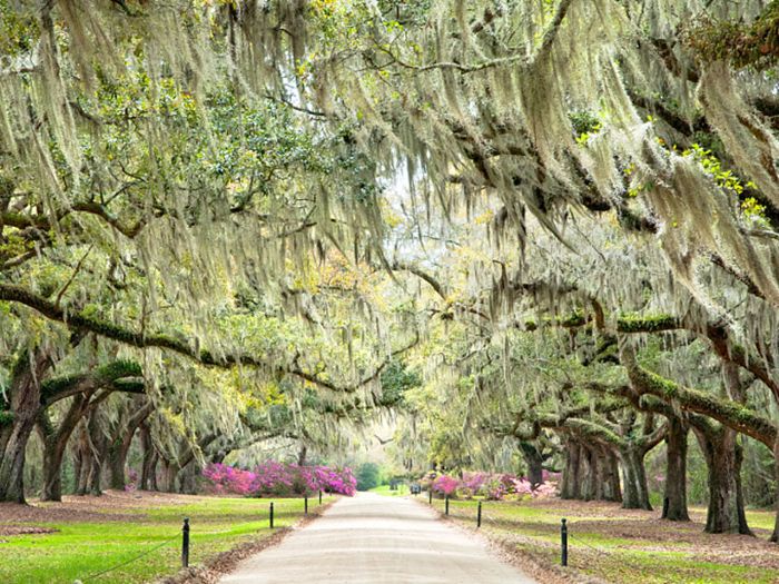 最好的暑假——查尔斯顿