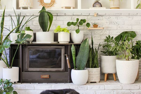 在壁炉的鲸鱼精美的植物