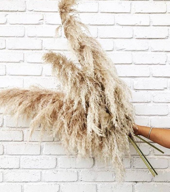 彭巴斯草原人彭巴斯草原，5块