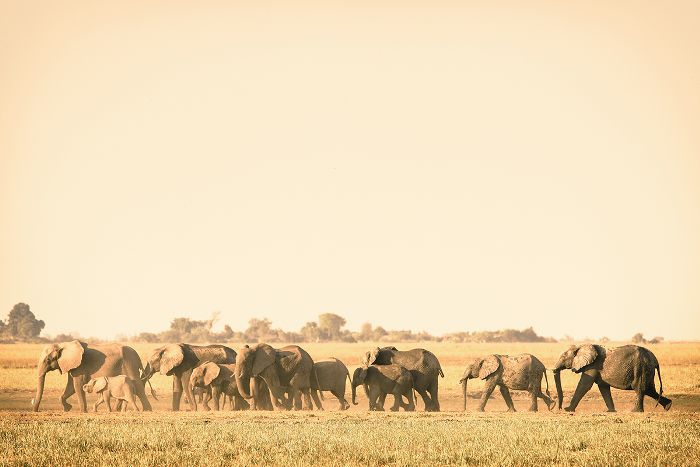十月最佳旅游地:博茨瓦纳