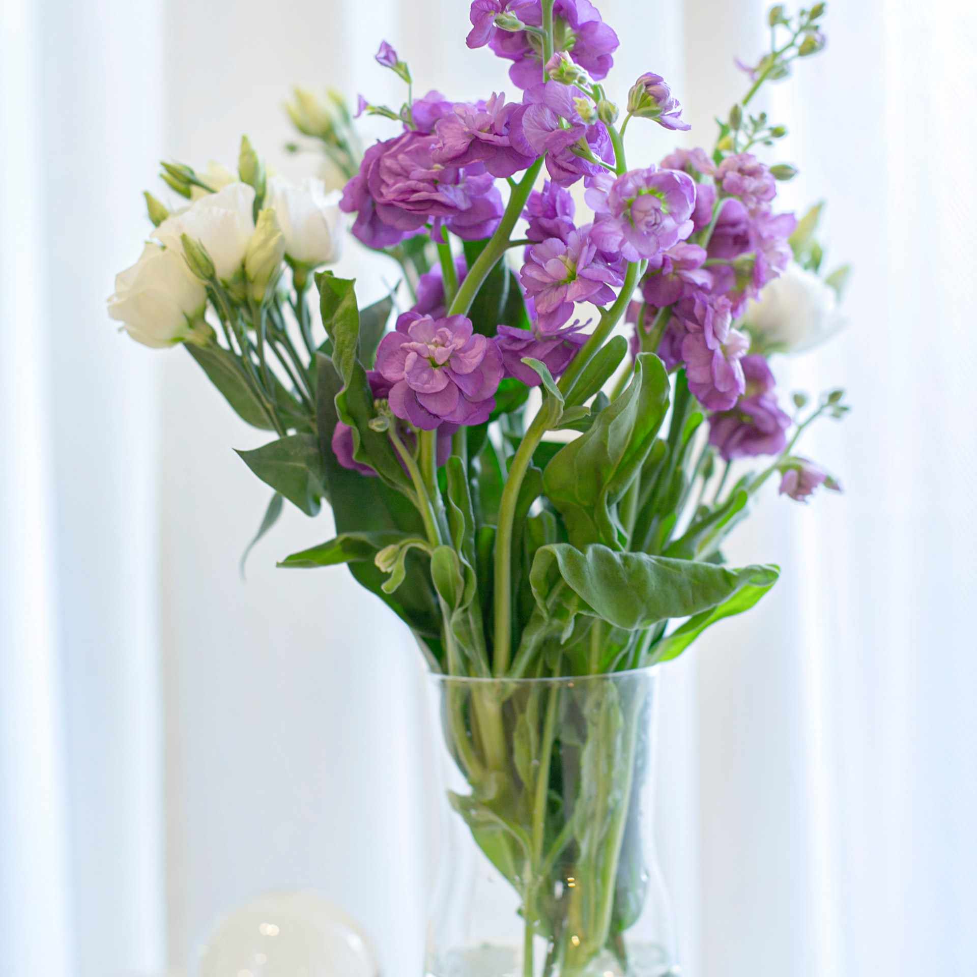 紫罗兰出生月花