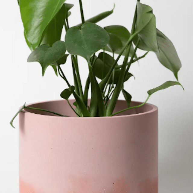 大种植园主PRETTI。很酷的