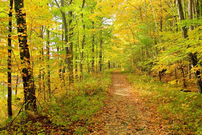 秋季在美国马萨诸塞州伯克郡叶