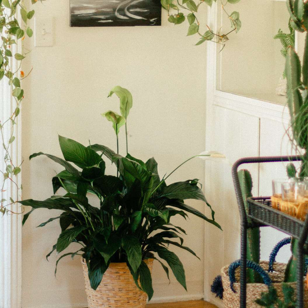 和平百合廉价植物