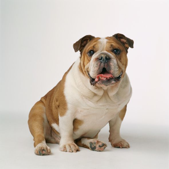 一个英国斗牛犬坐，气喘吁吁，看着警报。