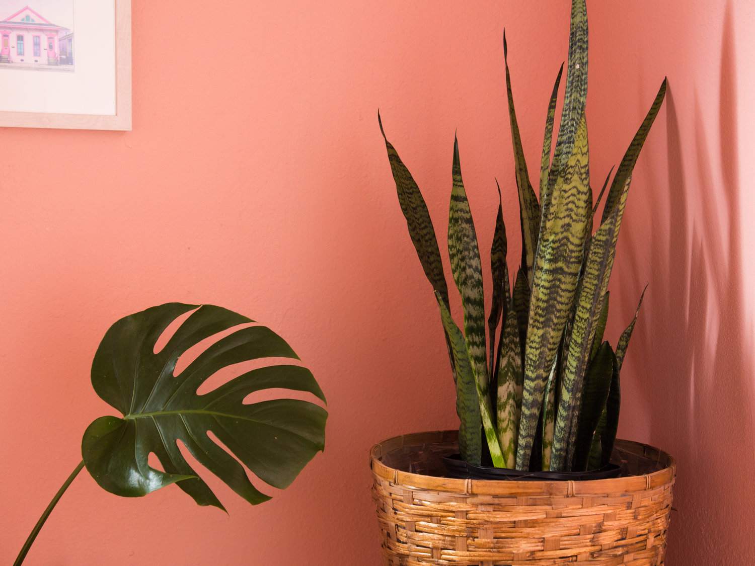 珊瑚粉红色墙壁和室内植物