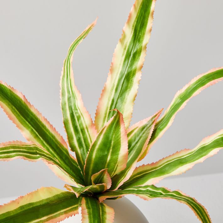 人造鸟的巢蕨叶在花瓶里的特写镜头。