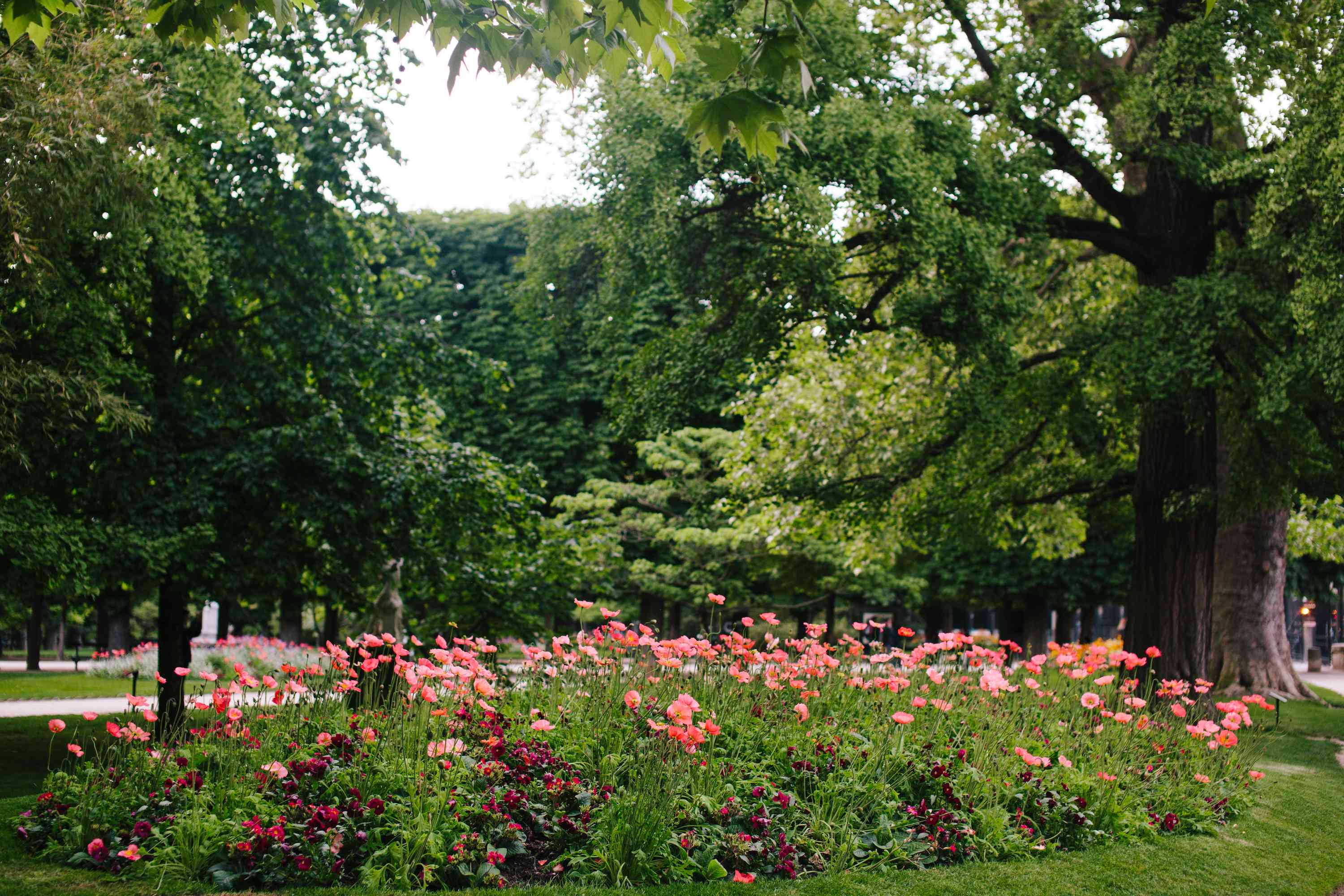 花床在公园充满桃红色花。