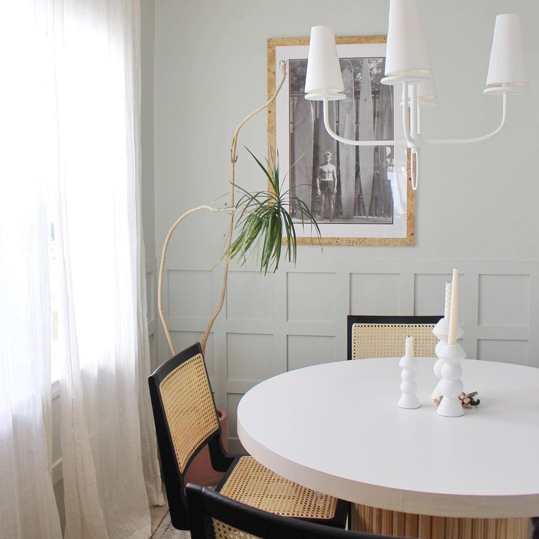 马达加斯加龙树在角落里