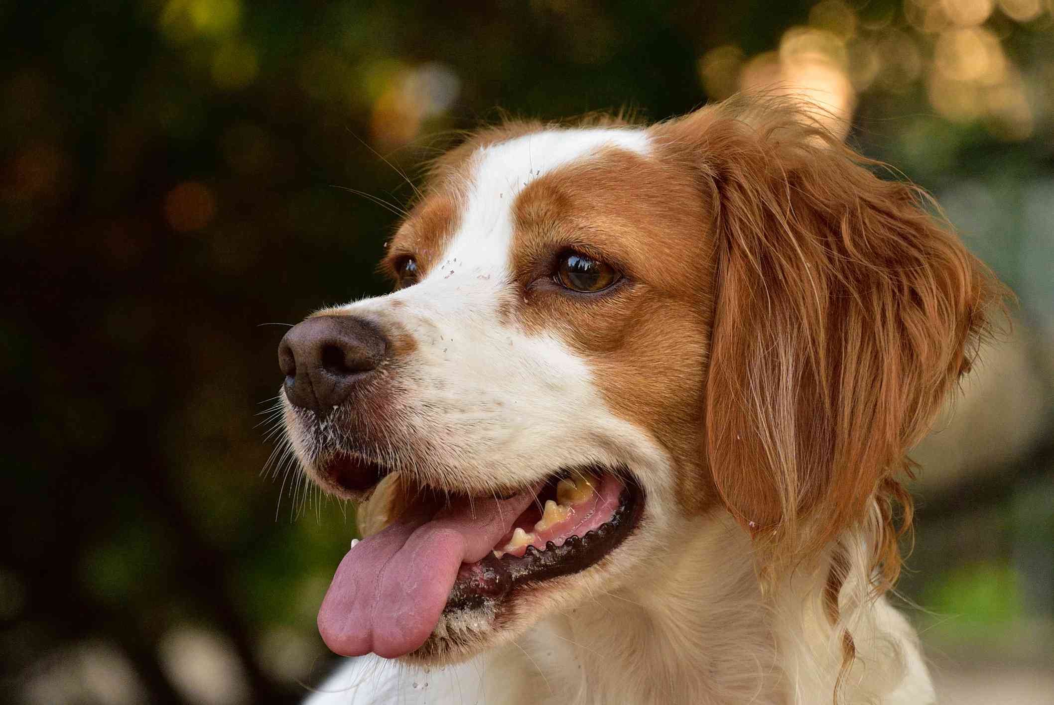 布列塔尼狗的画像