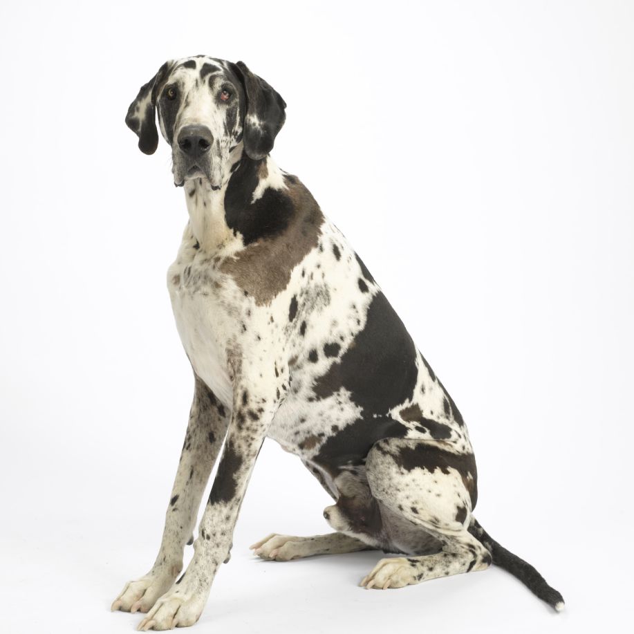 有斑点的黑色，棕色和白色大丹犬坐下来与它的耳朵竖起。