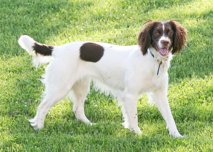 最聪明的犬种 - 英国史宾格犬