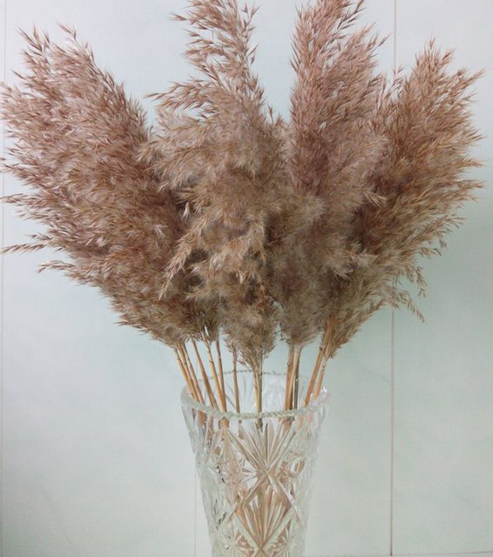 礼物复古设计干潘帕斯草原