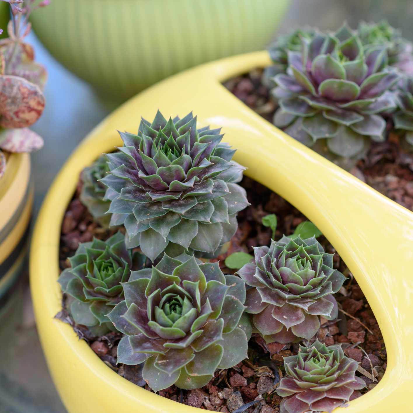 母鸡和小鸡生长在红色的砾石在黄色的陶瓷锅