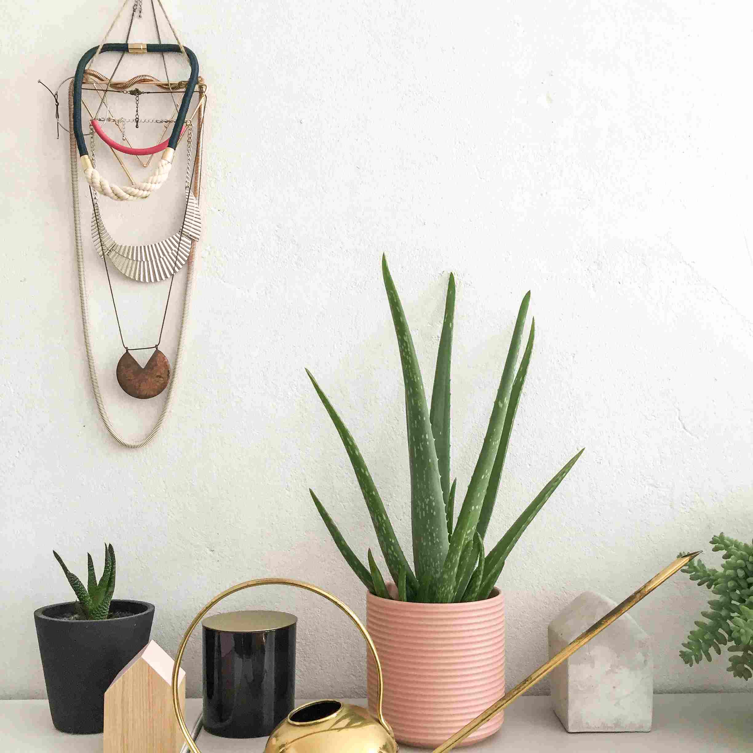 芦荟和多肉植物，饰品挂在墙上