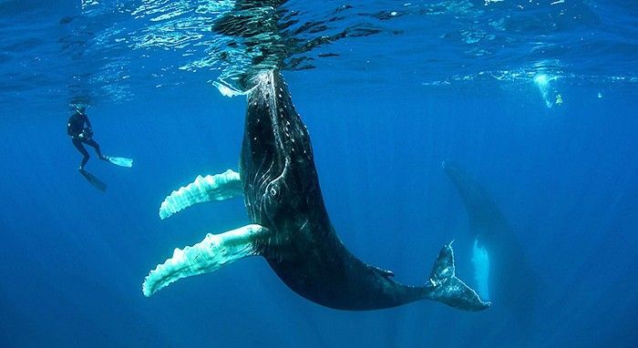 哈派群岛与汤加的驼背鲸游泳