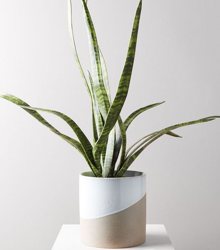 西榆树人造盆栽蛇植物