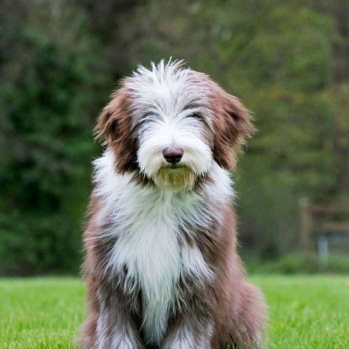 中等犬种，有胡子的柯利牧羊犬