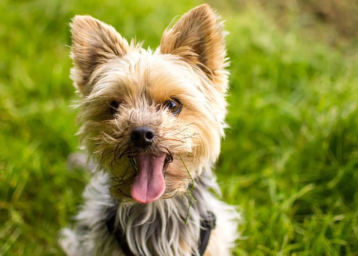 最受欢迎的狗品种——约克夏犬