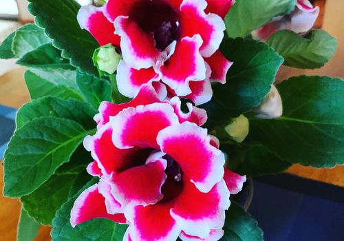 室内植物Gloxinia红色和白色的花和绿色的叶子在桌子上