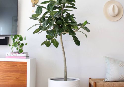 Ficus Audrey.