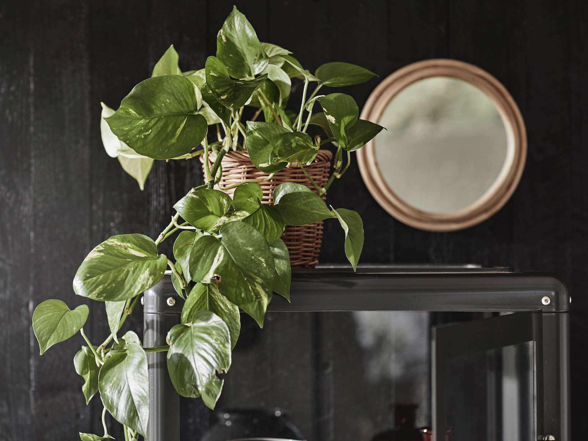 宜家Pothos植物。