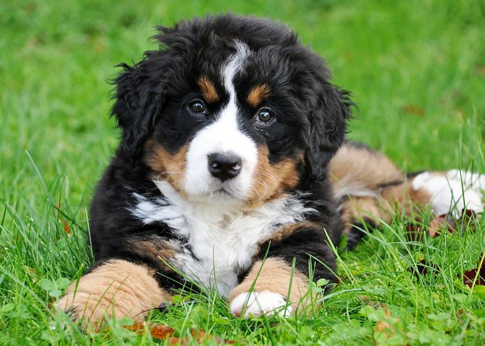 黑，白，棕伯恩山犬的小狗趴在草地上。