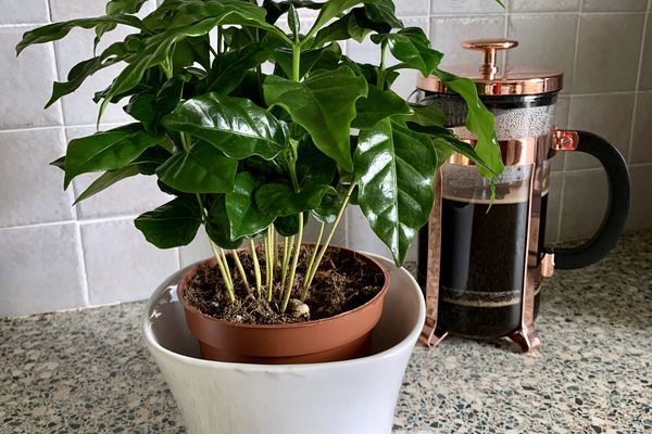 coffee plant in orange and white pots on counter in front of full french press of coffee